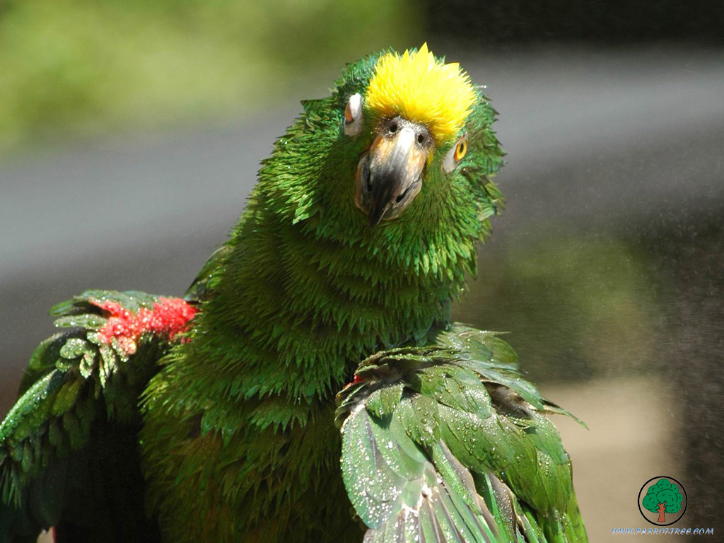 Parrot wallpapers