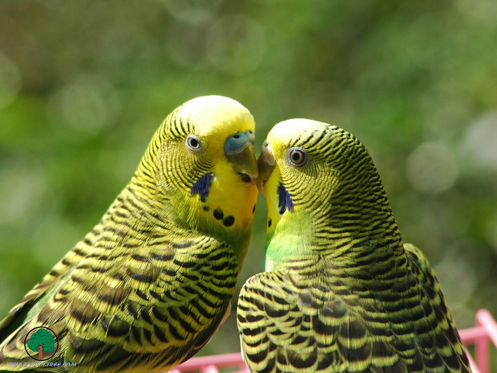 Parrot wallpapers