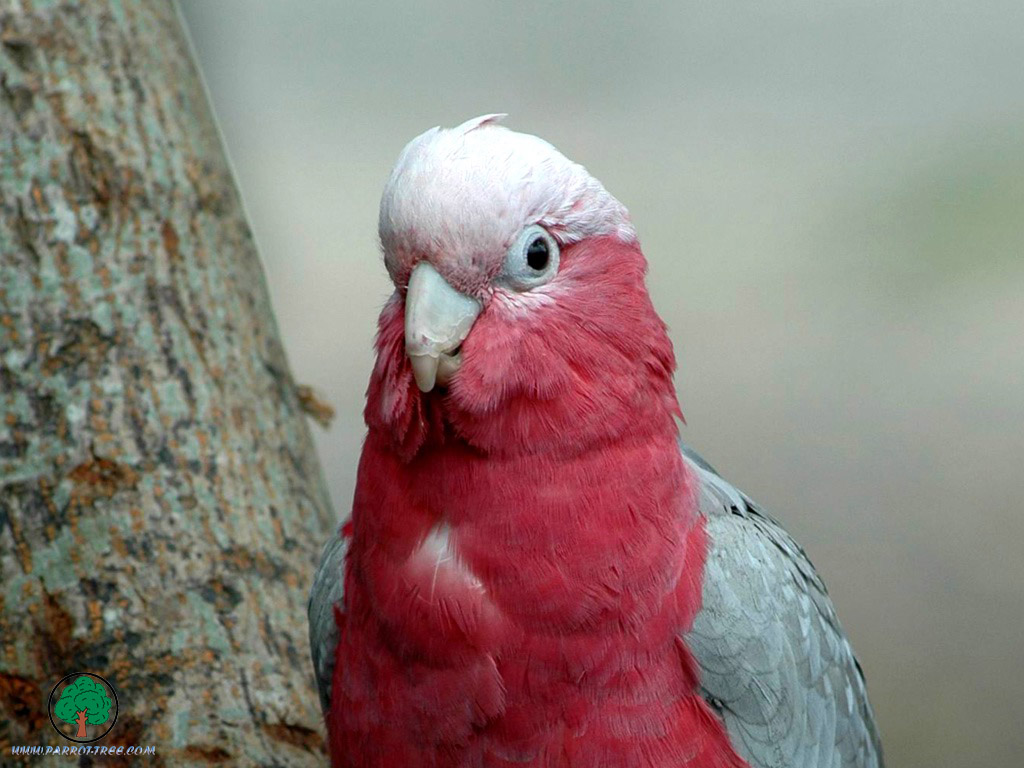 Parrot