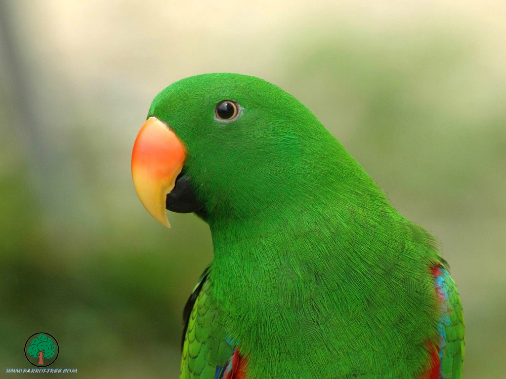 Parrot wallpapers