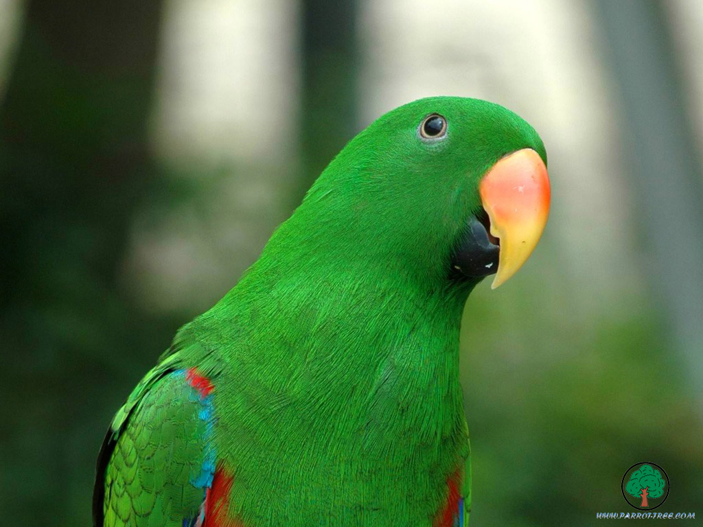 Parrot wallpapers