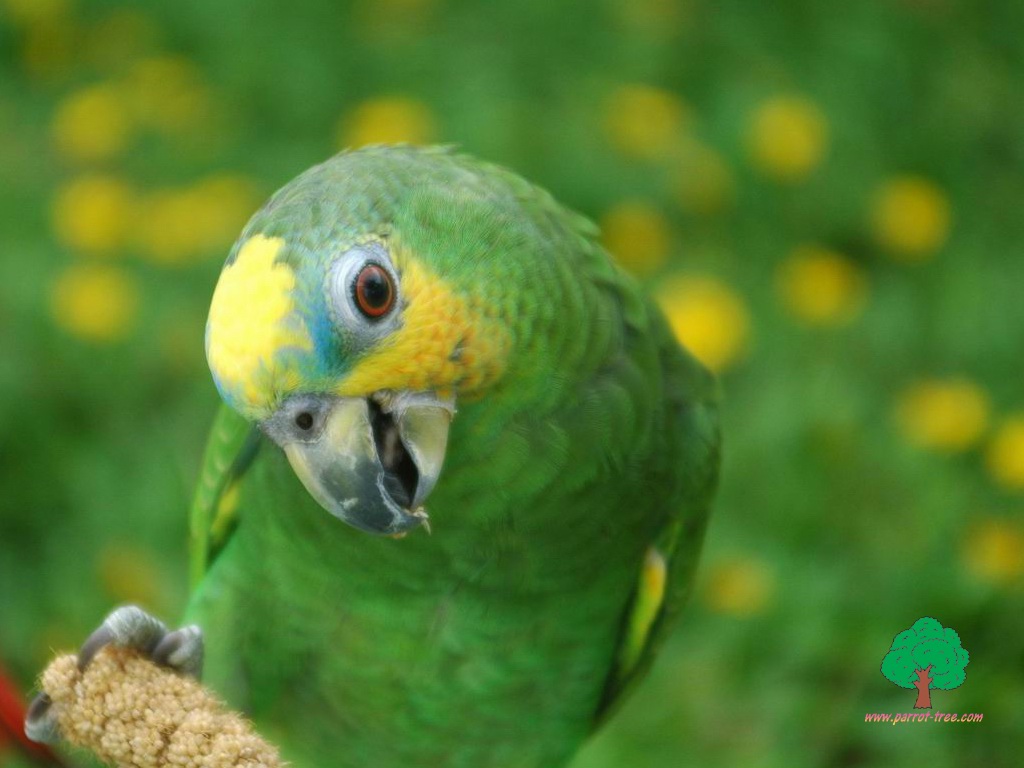 Parrot wallpapers