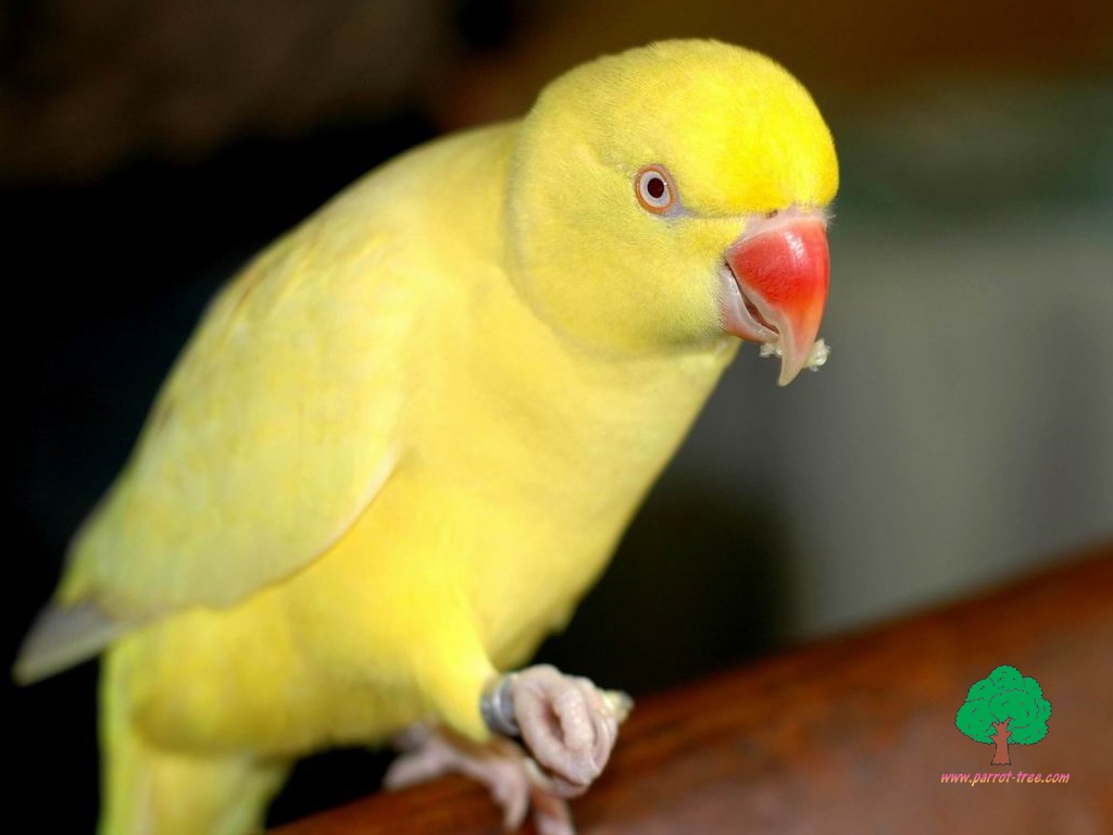 Parrot
