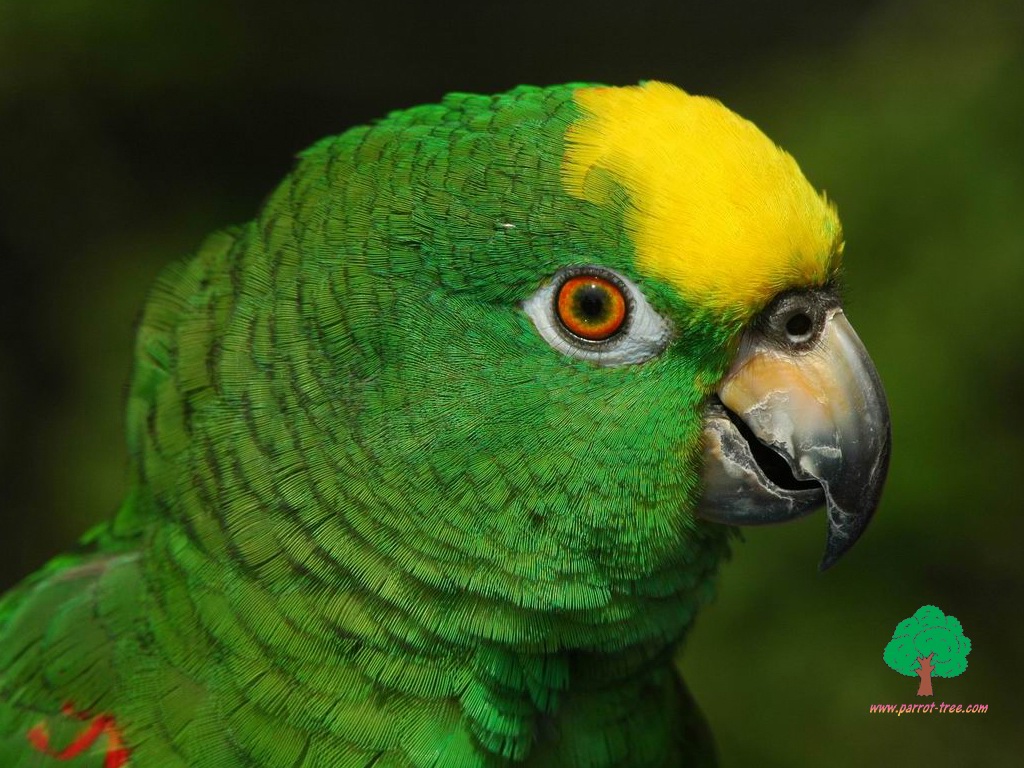 Parrot wallpapers