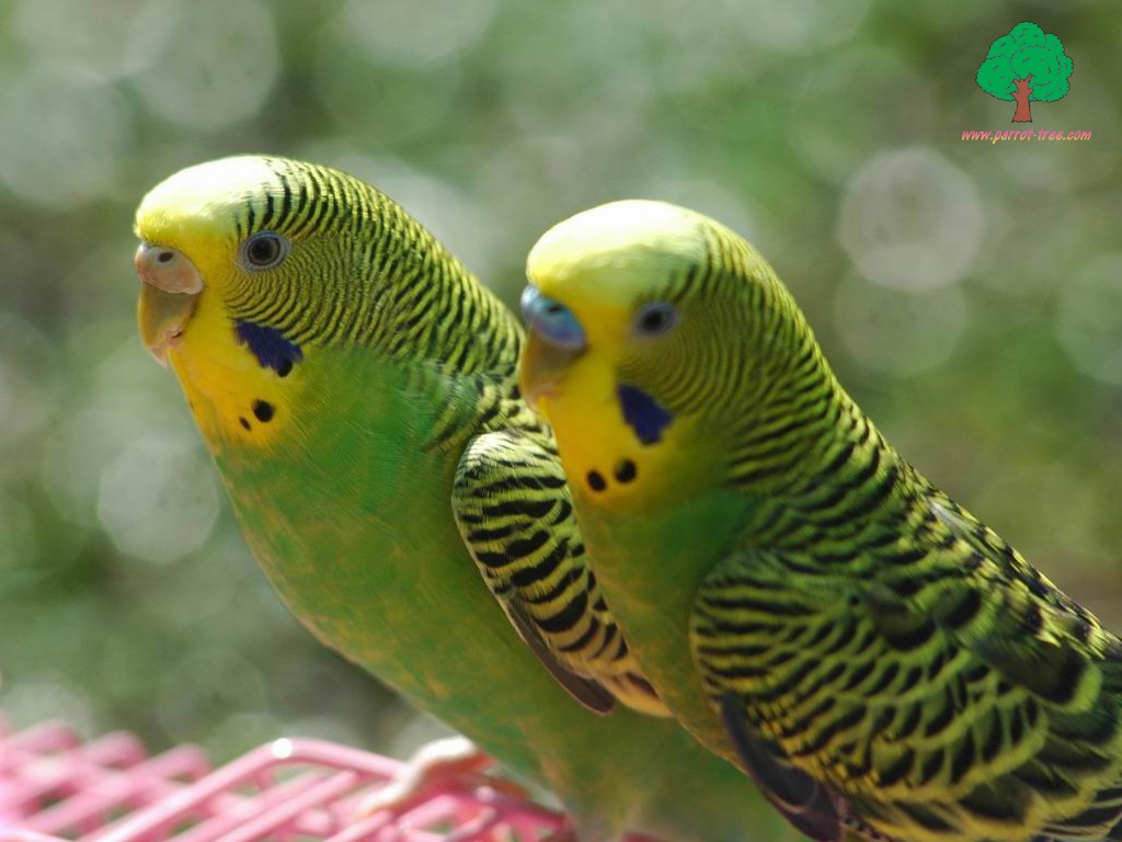 Parrot wallpapers