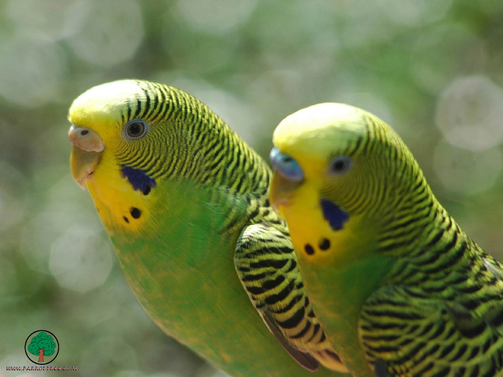 Parrot wallpapers