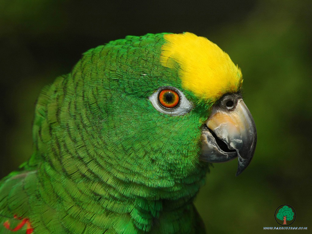 Parrot wallpapers