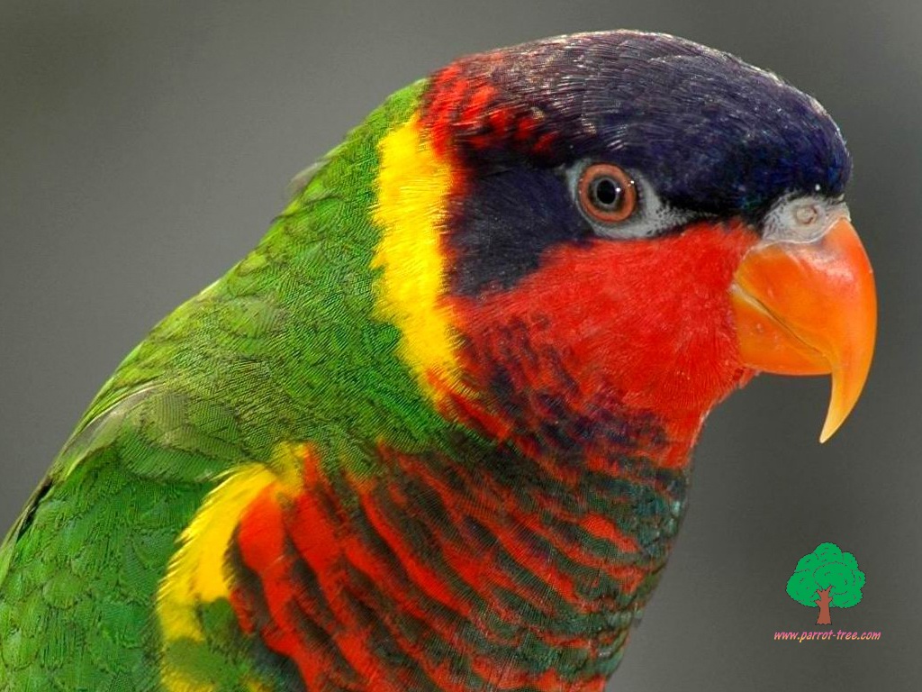 Parrot wallpapers