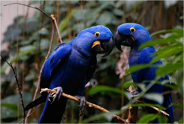 Parrot wallpapers