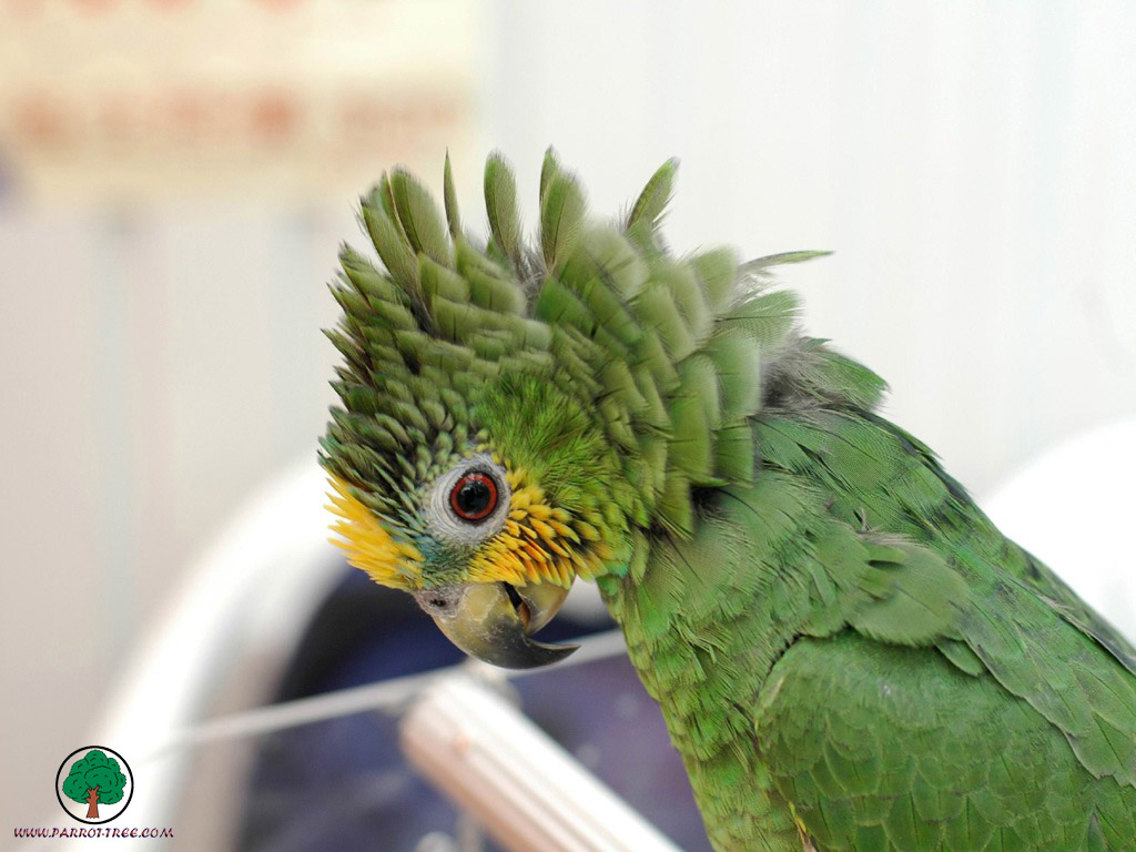 Parrot wallpapers