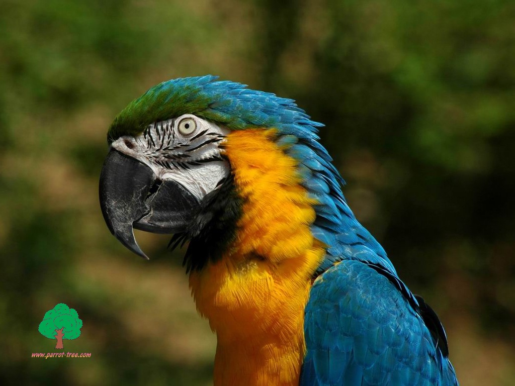 Parrot wallpapers