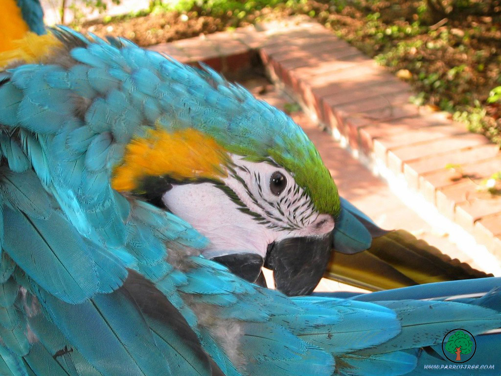 Parrot wallpapers