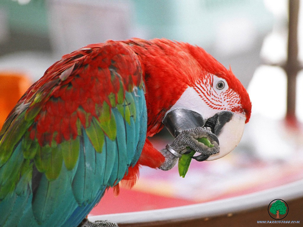 Parrot wallpapers