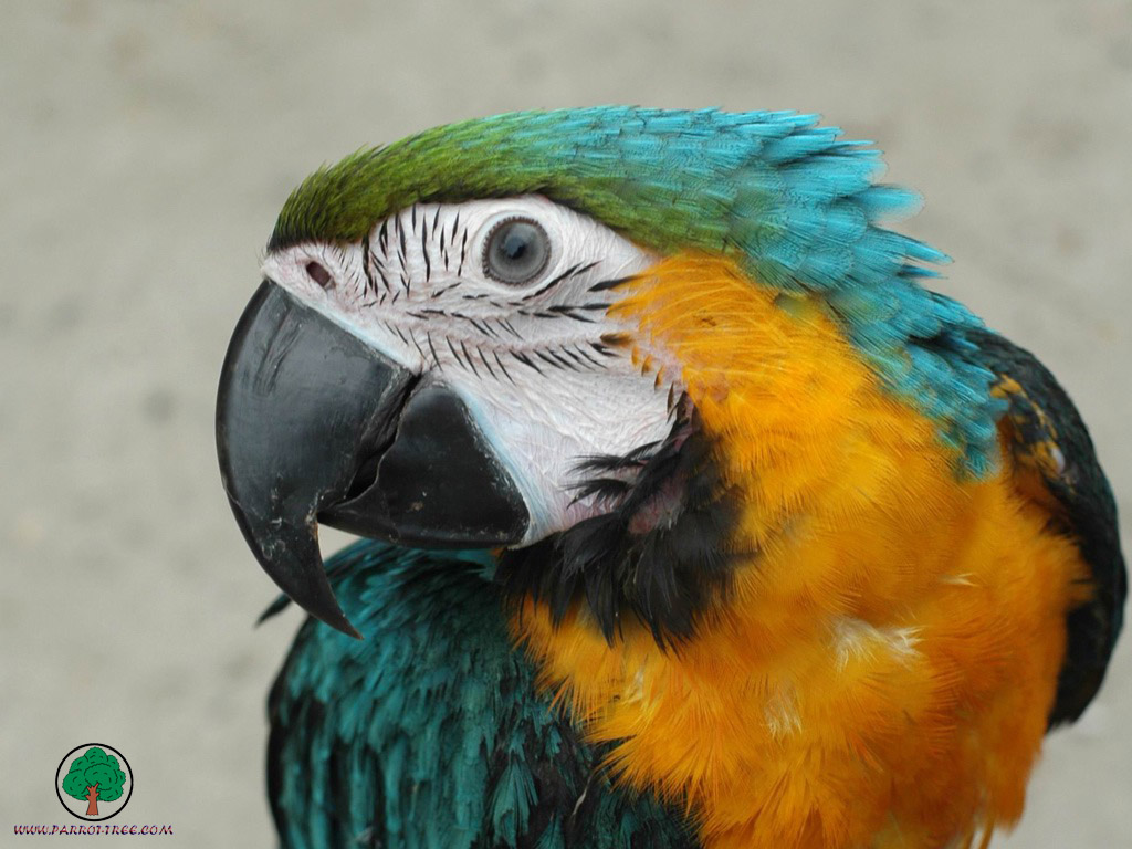 Parrot wallpapers