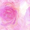 Pink wallpapers