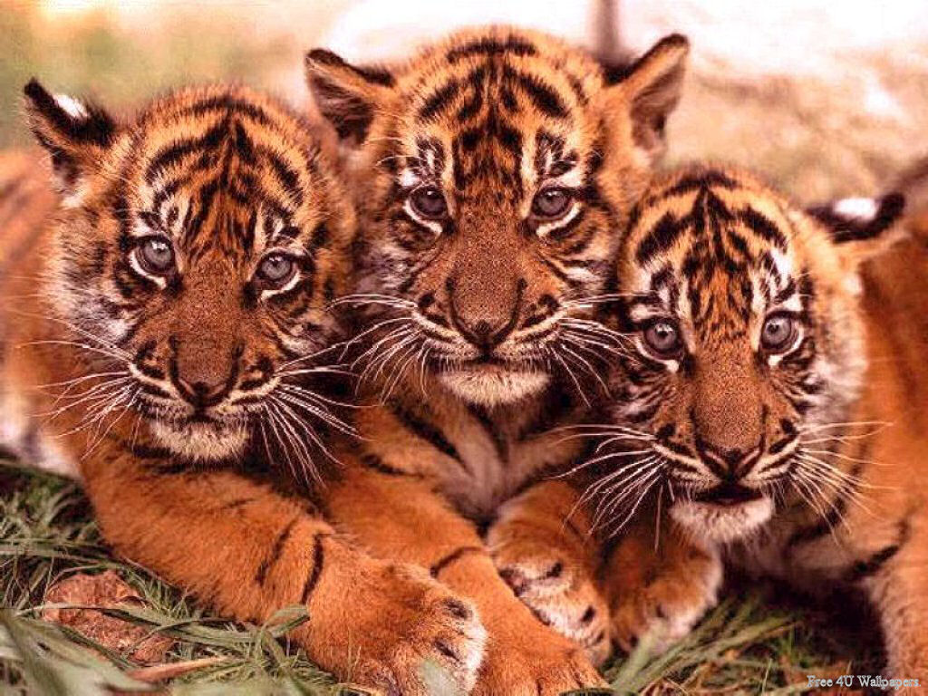 Predators