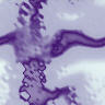 Purple wallpapers