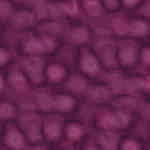 Purple wallpapers