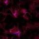 Purple wallpapers