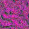Purple wallpapers