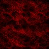 Red wallpapers