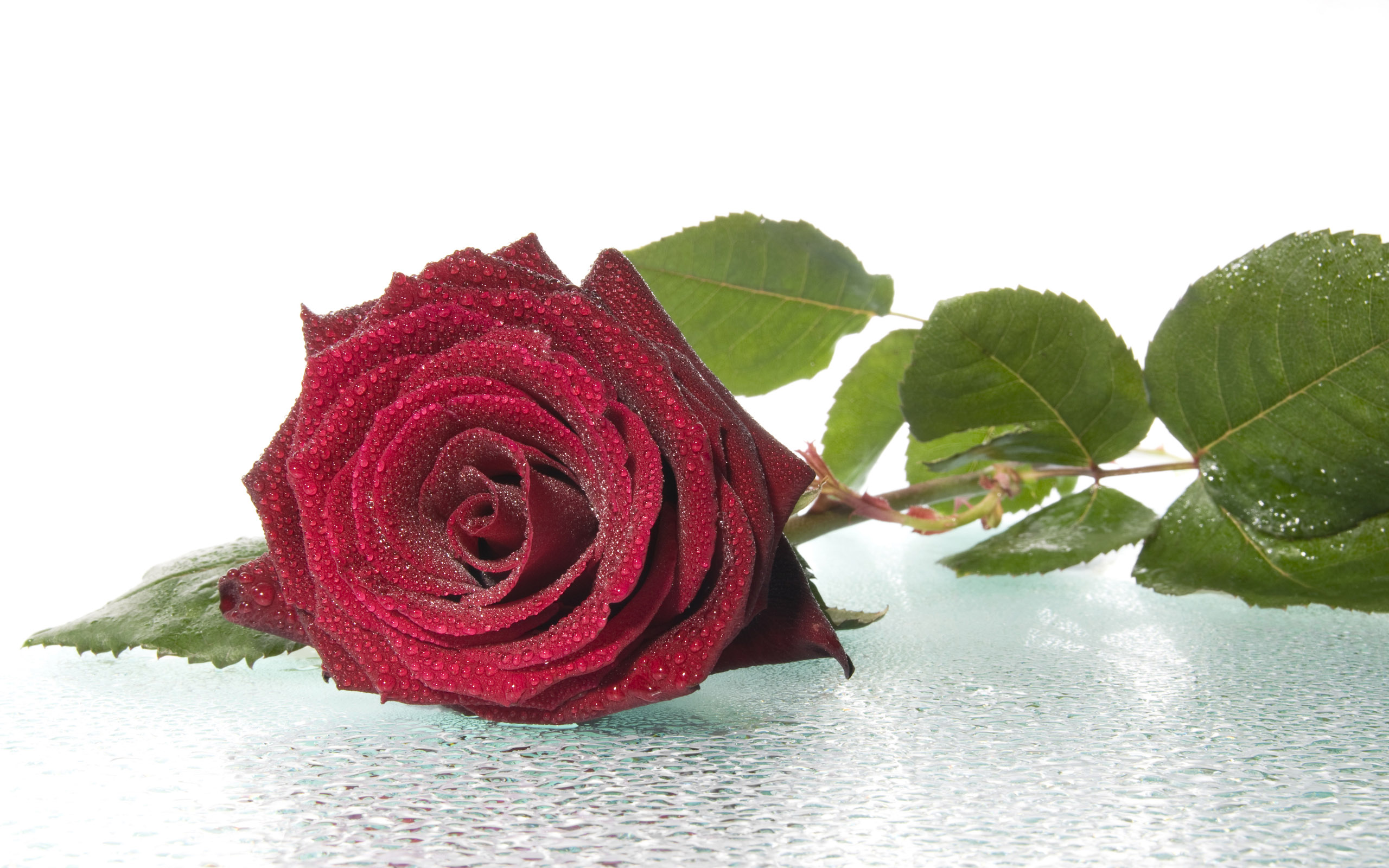 Roses wallpapers