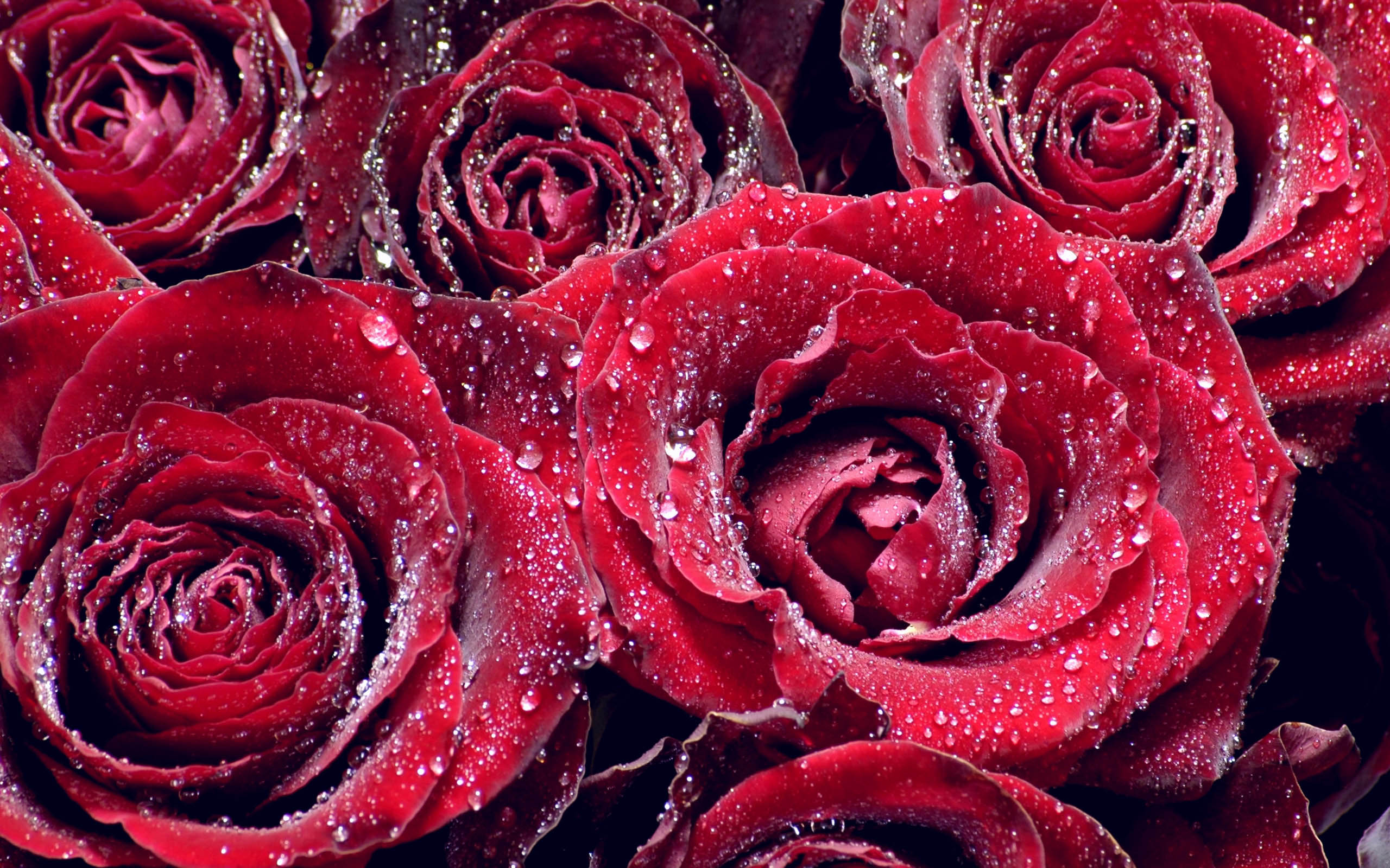 Roses wallpapers