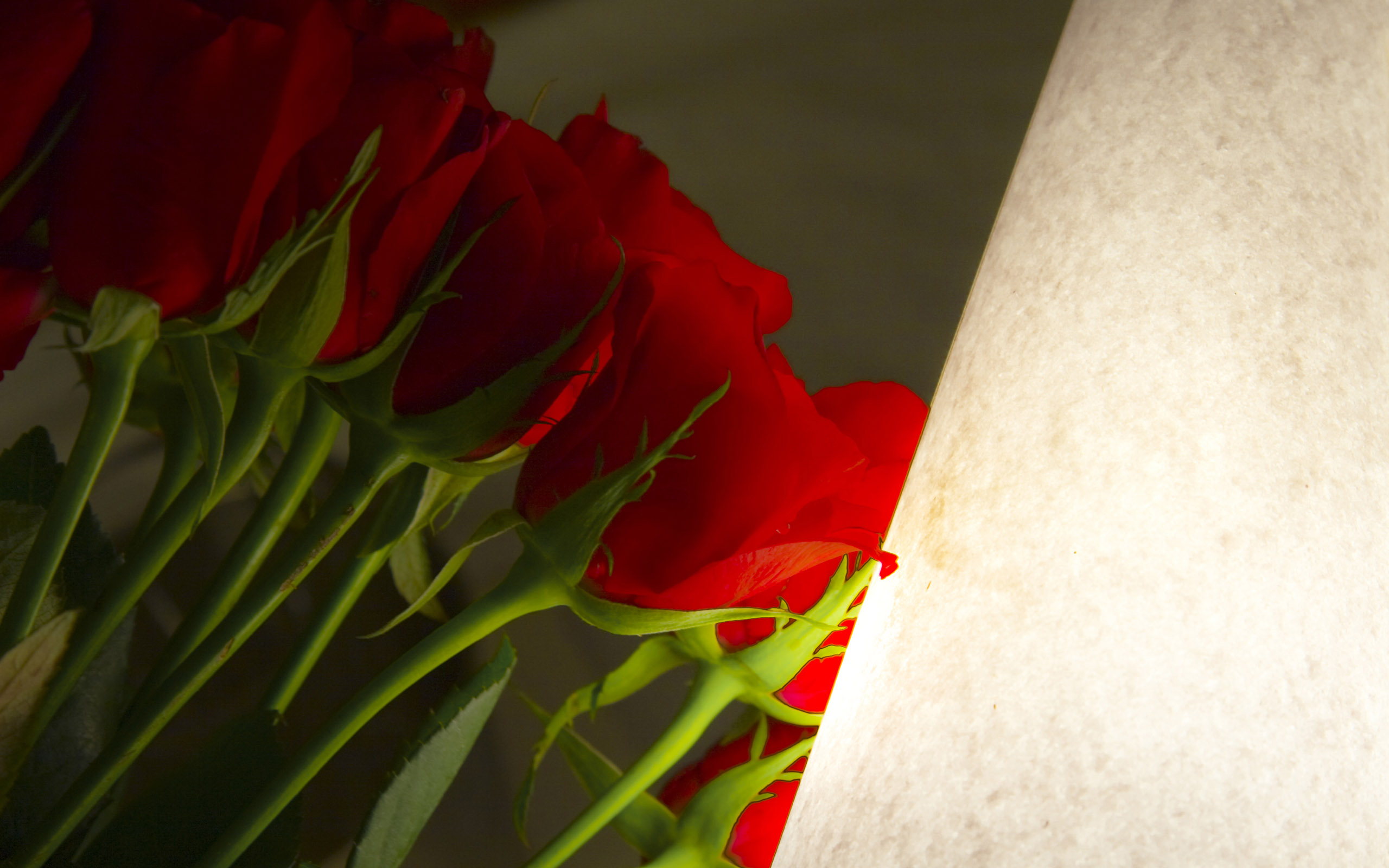 Roses wallpapers