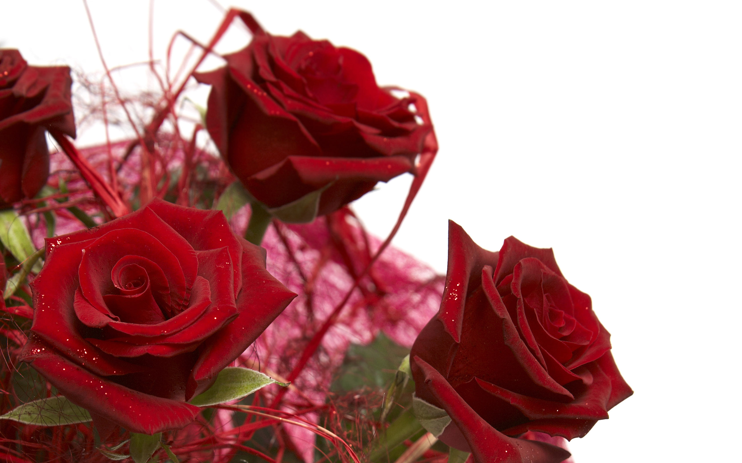 Roses wallpapers