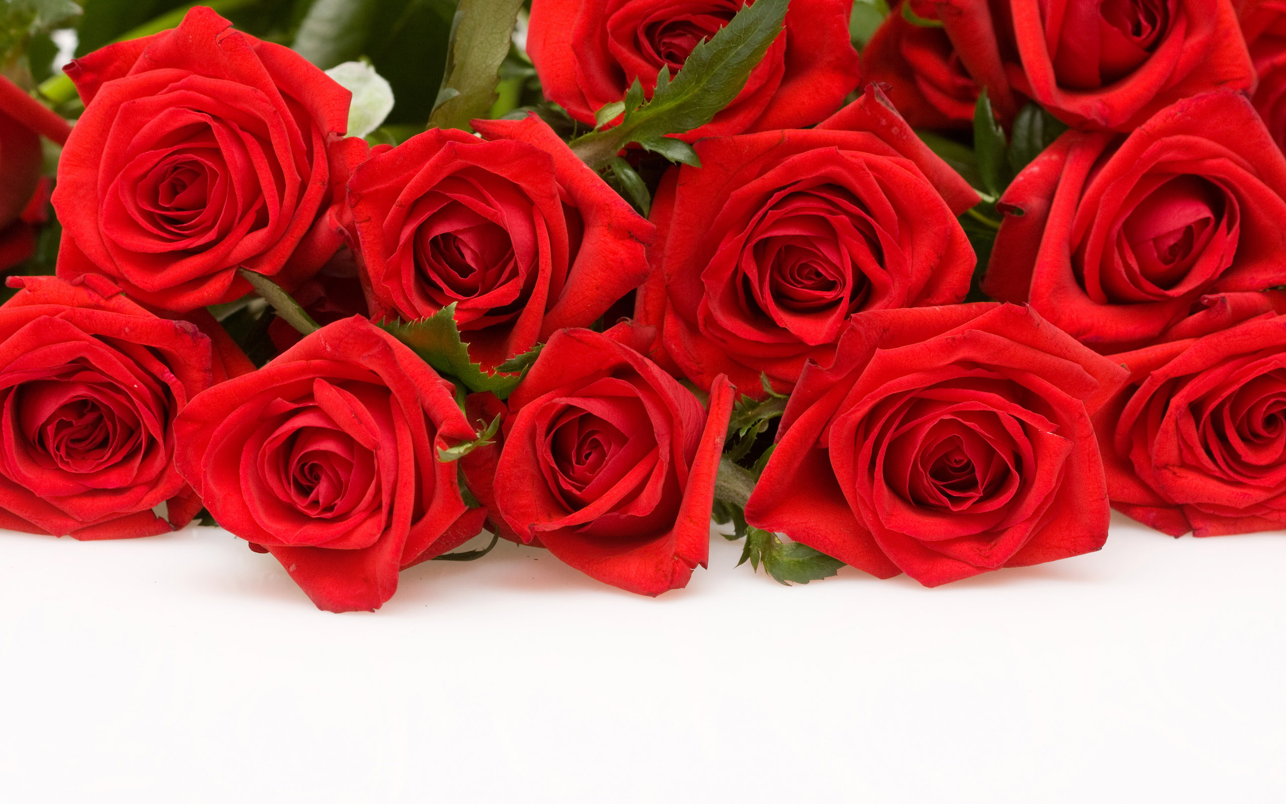 Roses wallpapers