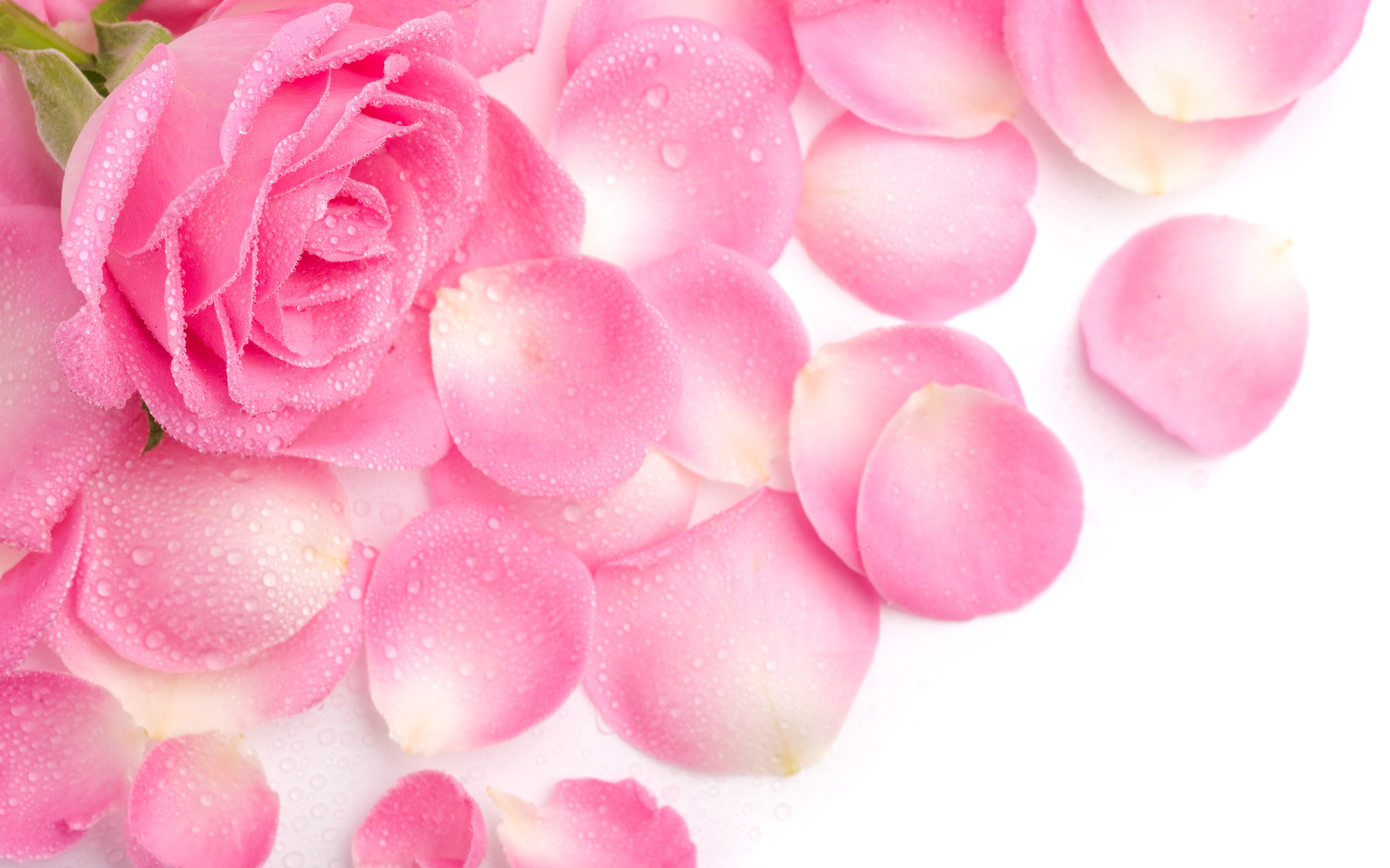 Roses wallpapers