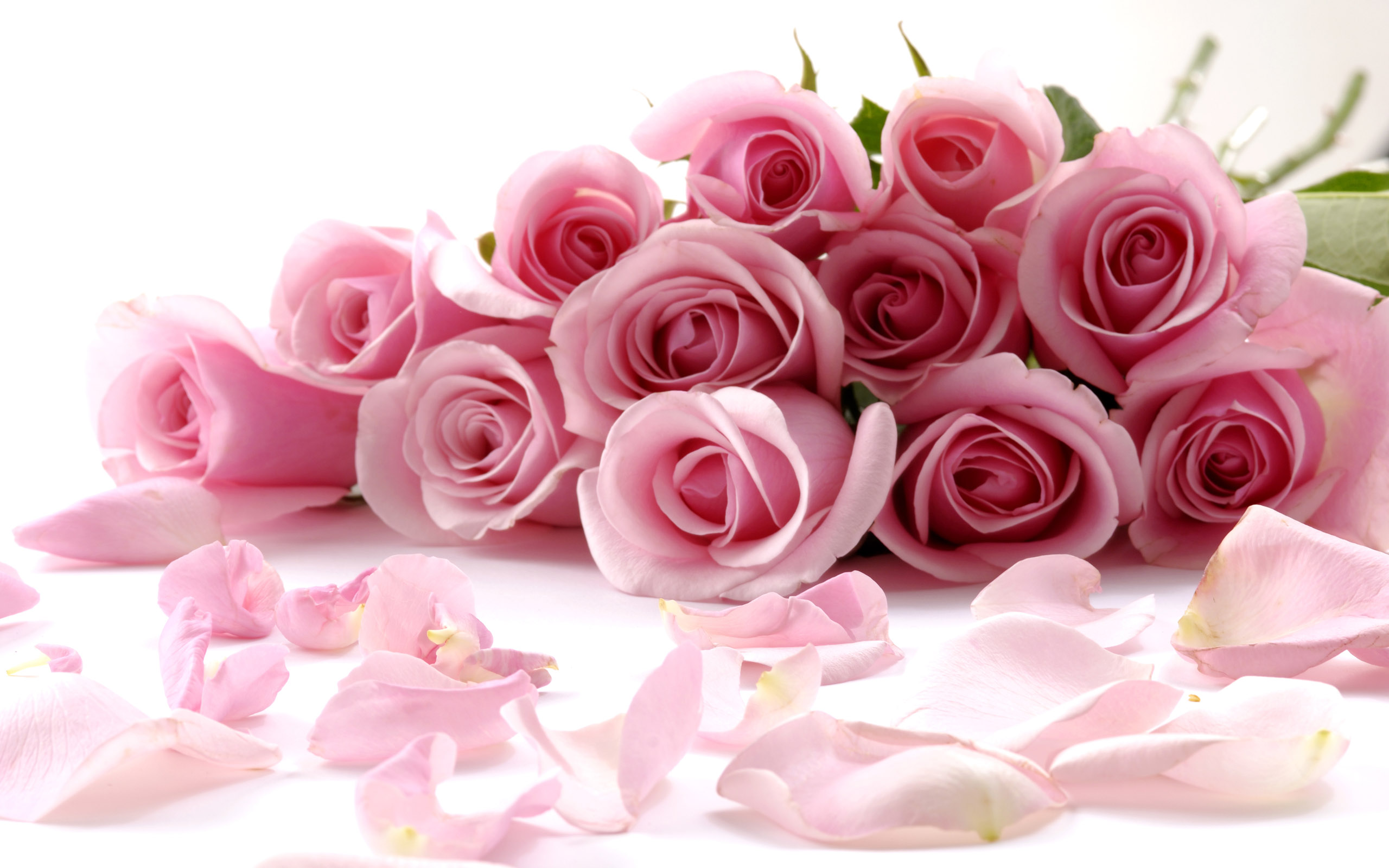 Roses wallpapers