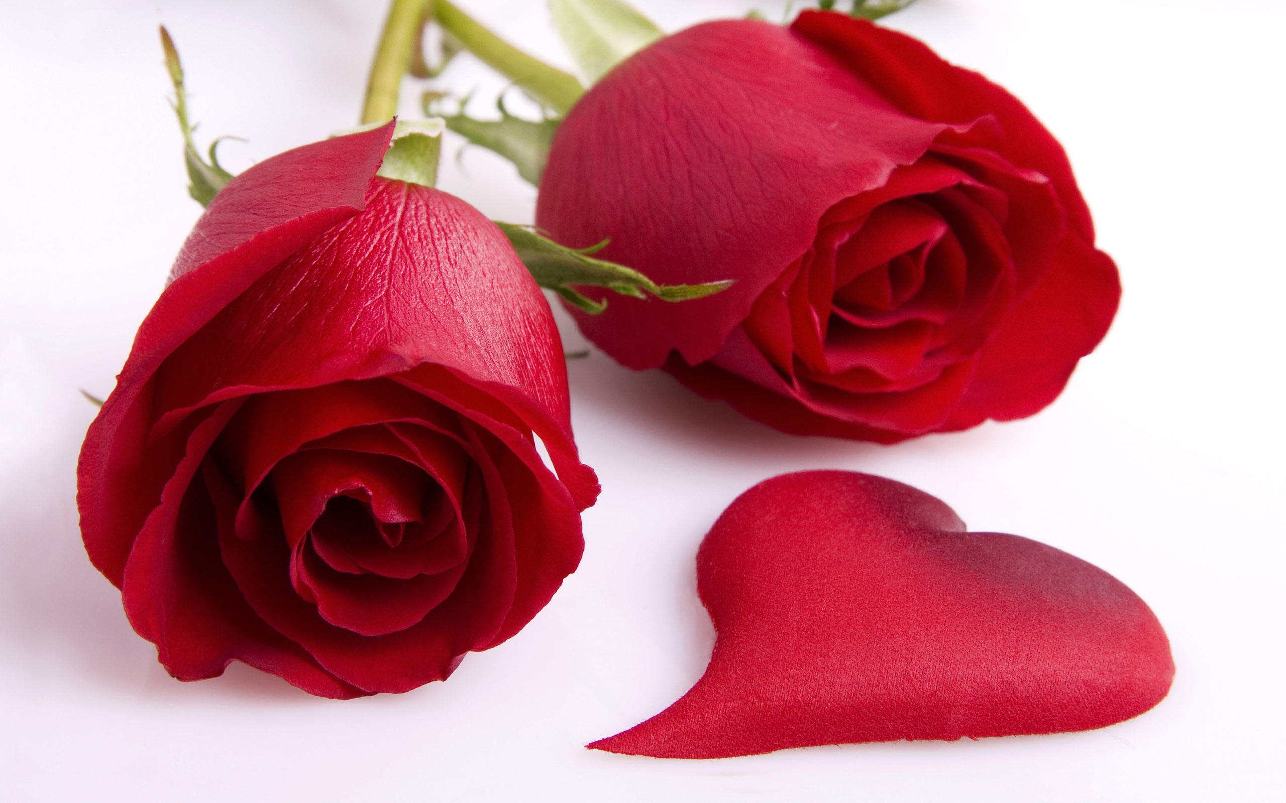 Roses wallpapers