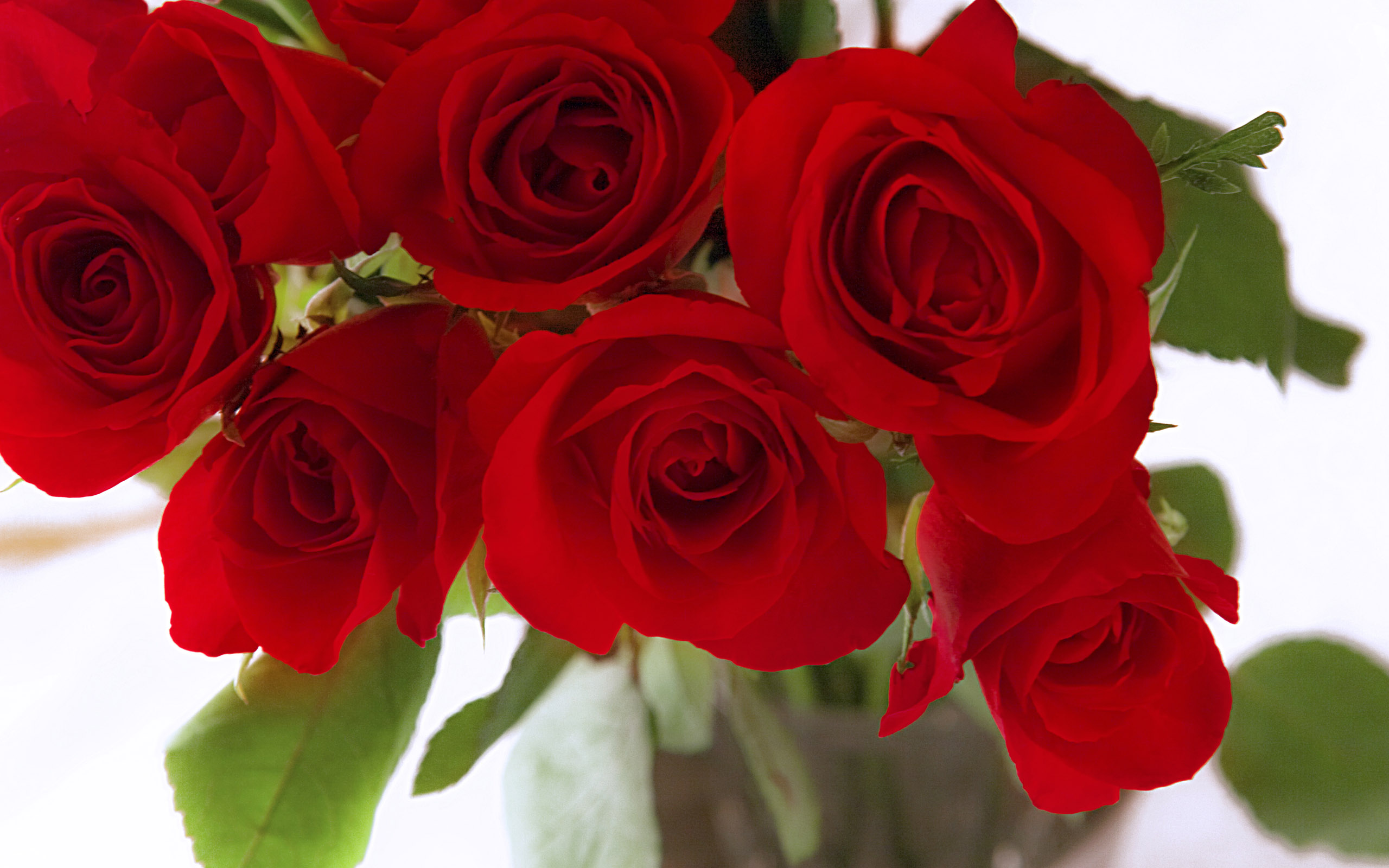 Roses wallpapers