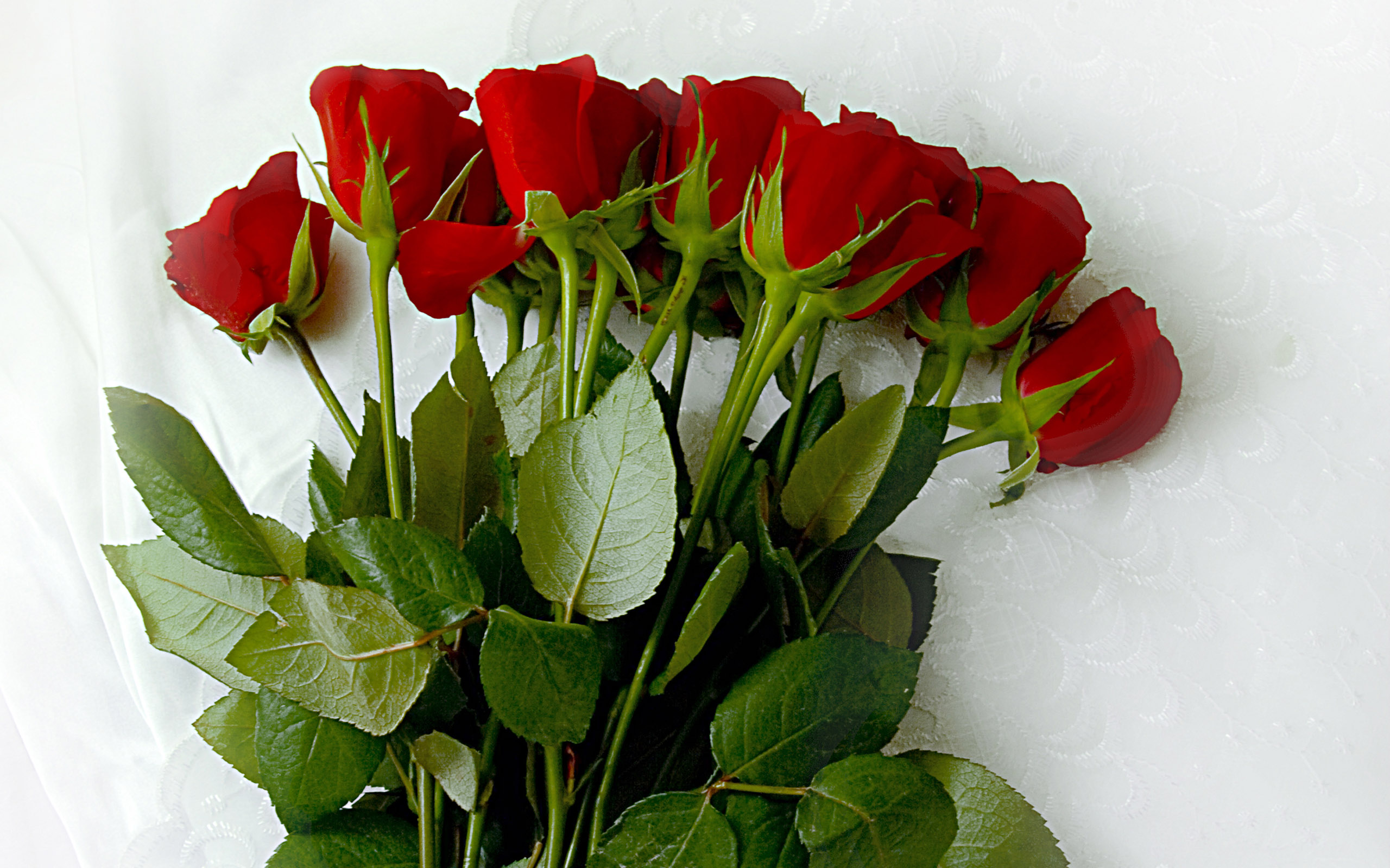 Roses wallpapers