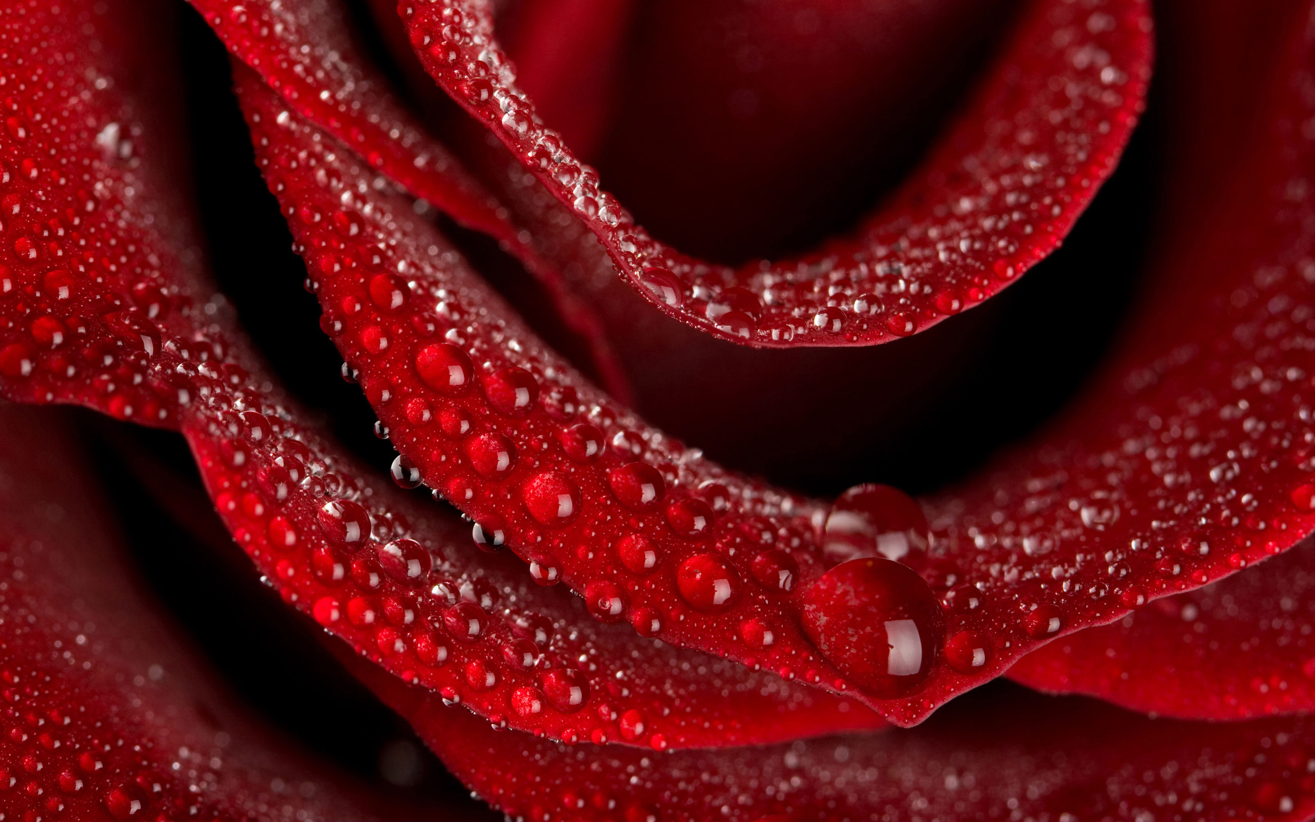 Roses wallpapers