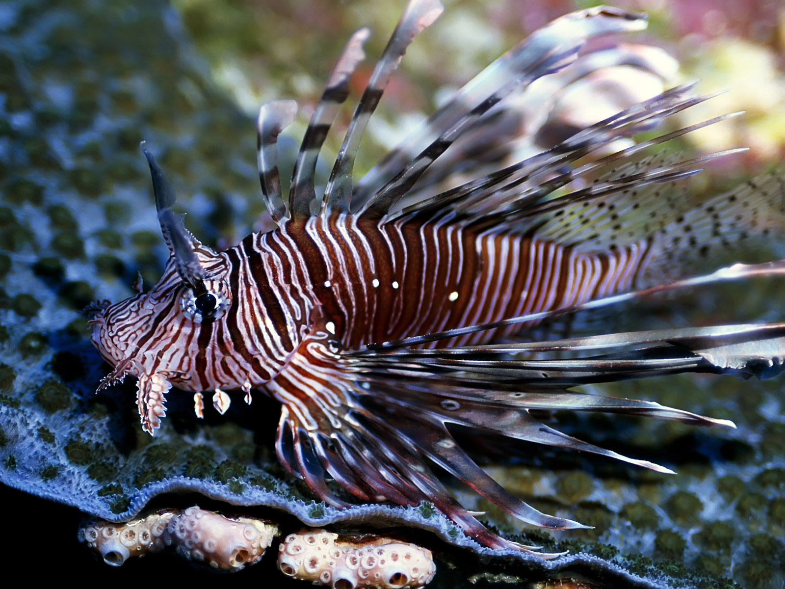 Underwater wallpapers