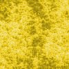 Yellow wallpapers