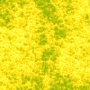 Yellow wallpapers