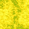 Yellow wallpapers